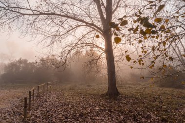  Sabahları sisli bir sonbahar ormanında yapraksız bir ağaç..