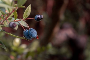 Mor yabani böğürtlenlere yakın plan, odaklanmamış doğal arka plan. 
