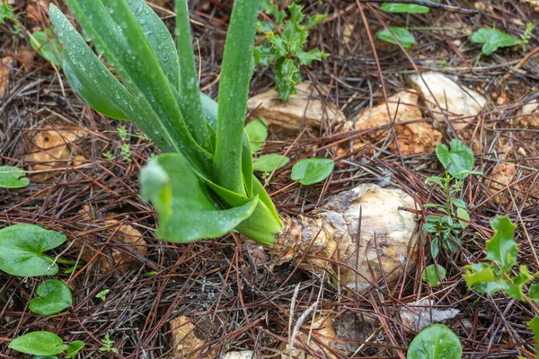 Drimia Maritima Oignon Squill Semi Enterré Très Toxique — Photo