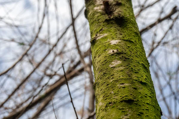 緑の苔に覆われた幹のクローズアップ — ストック写真