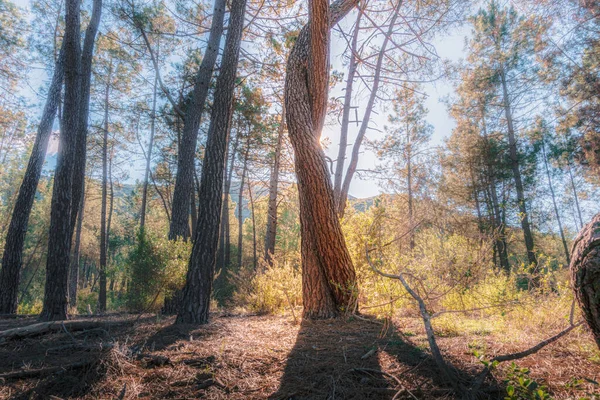 Duas Árvores Com Seus Troncos Entrelaçados — Fotografia de Stock