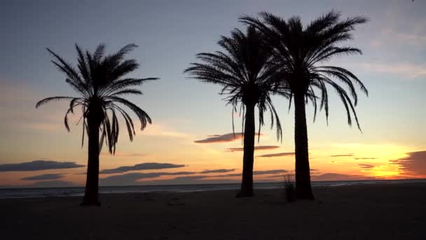Západ Slunce Nebo Východ Slunce Pláži Palmami — Stock video