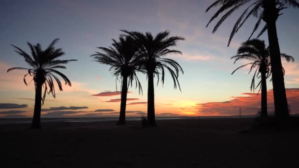 Sunset Sunrise Beach Palms Wind — Stock Video