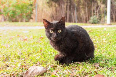 Küçük siyah sokak kedisi, parkta çimlerin üzerinde oturuyor.