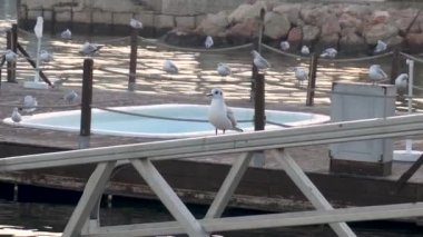 Bir grup martı sakince iplere tünedi.