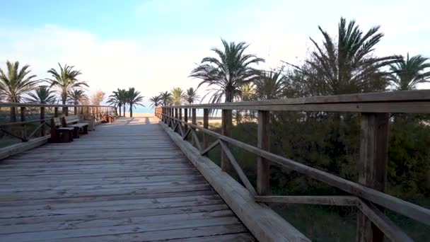 Wooden Walkways Beach Palm Trees Wooden Benches Sit — Stockvideo