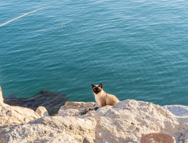 Siyam sokak kedisi liman dalgakıranının kayalıklarında, arka planda deniz var..