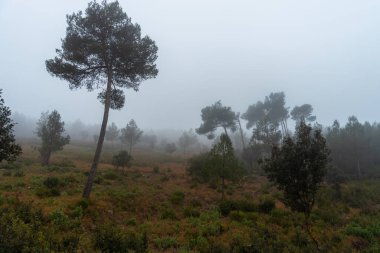 Bulutlu ve sisli bir günde Çam ve çalılarla Akdeniz Ormanı.