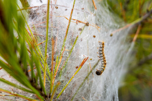 Nest of processionary caterpillars (Thaumetopoea processionea), in the branches of a pine tree