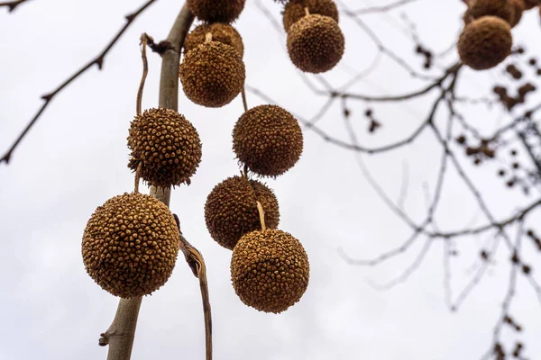  Londra Gezegeni Meyvesi (Platanus x hispanica)