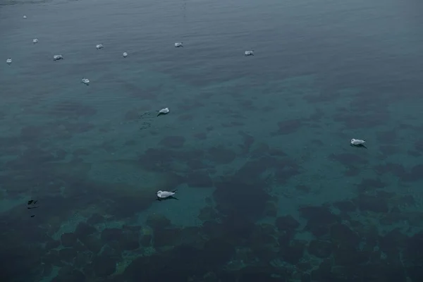 Una bandada de gaviotas en el mar está luchando por comida.. — Foto de Stock