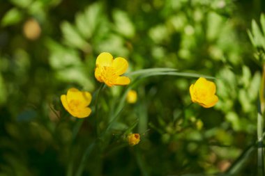 Bahçedeki sarı laleler