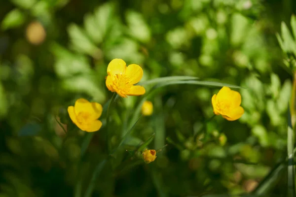 Bahçedeki sarı laleler