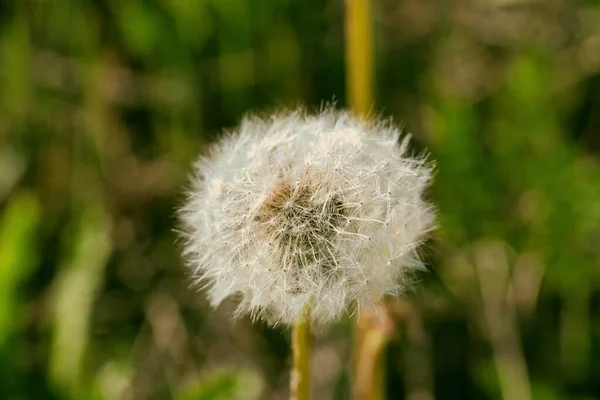 Çimlerde karahindiba