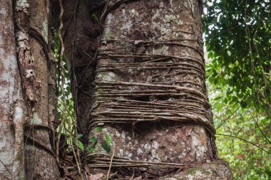 Tikal, Peten, Guatemala ormanlarındaki liana bitkisiyle kaplı bir ağaç gövdesine yakın.