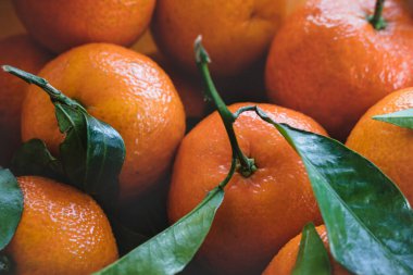 Olgun mandalina meyvelerini yapraklarla, mevsimlik meyveleri kışın Avrupa 'da yakın mesafede