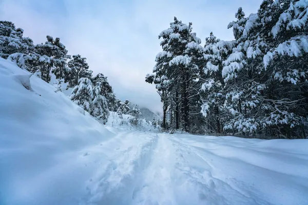 Тропы Глубокому Снегу Лесу Сумерках Вильдермиминг Тироль Австрия — стоковое фото