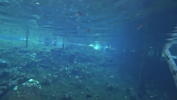 Želva Řasami Zakryté Dítě Plavání Gran Cenote Přírodní Vápencový Bazén — Stock video