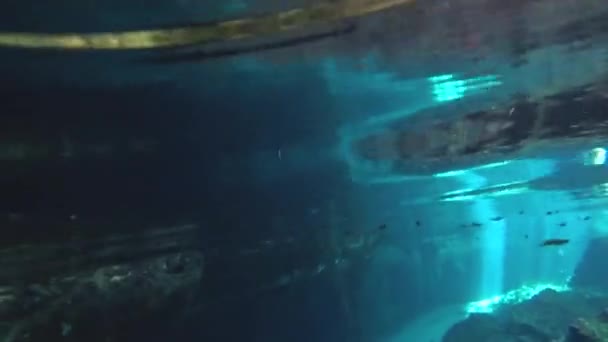 Swimming Water Surface Gran Cenote Natural Limestone Pool Fish Sun — Stock Video