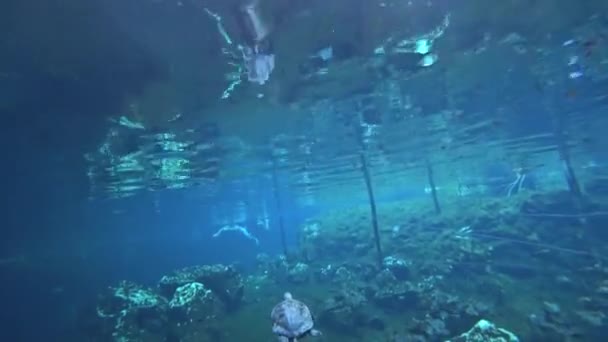 メキシコのトゥルムにある グラン センテ 天然石灰岩プールで水中の訪問者に向かって泳ぐカメ — ストック動画