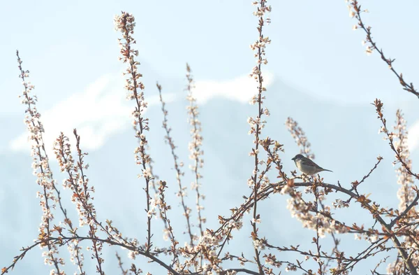 House Sparrow Passer Domesticus Blooming Plum Branches Early Morning Springtime — Stockfoto