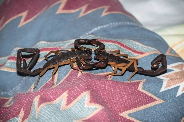 Dva Škorpióni Bojující Přikrývce Bleskovým Designem Uvnitř Tropického Domova Guetamale — Stock fotografie