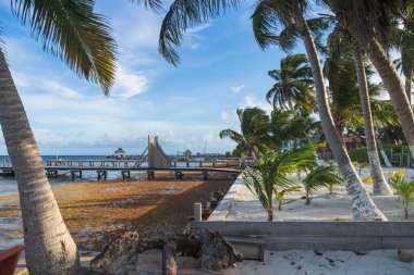 Sargassum yosunları, deniz yosunları, Caye Caulker, Belize palmiye ağaçları ile cennet kumsalında kıyıya vurdular.