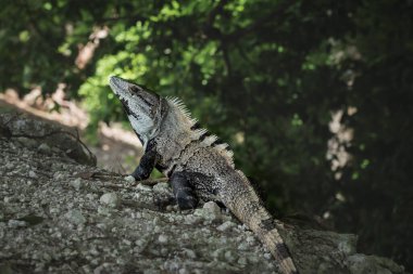 Siyah dikenli iguana, siyah iguana, latin adı 'Ctenosaura Similis', tropikal ormanda taşların üzerinde, Belize