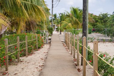 Karayip köyü Placencia, Belize 'deki palmiye ağaçları arasındaki tropik patika.