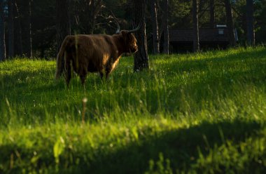 Mieming, Tirol, Avusturya 'da günbatımında, yemyeşil orman boyunca güneşli çayırlardaki İskoç dağlık sığırları