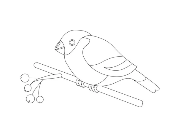 Εικόνα Περίγραμμα Ενός Bullfinch Άλλου Χειμερινού Πουλιού Ένα Κλαδί Στάχτη — Διανυσματικό Αρχείο