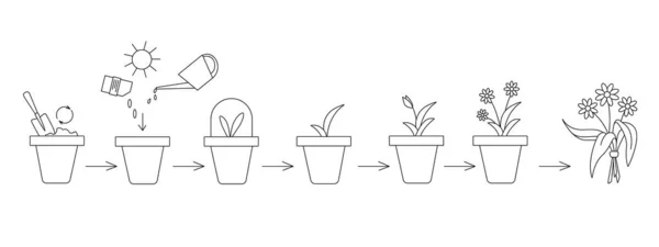 Representación Esquemática Plantación Cultivo Flores Una Maceta Muestran Varias Etapas — Archivo Imágenes Vectoriales