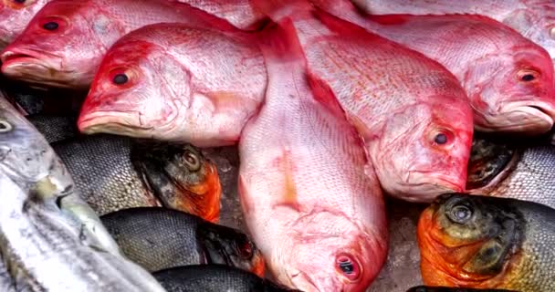 Кілька Рядів Різних Сировини Свіжозловлених Риб Льоду Продажу Рибному Ринку — стокове відео