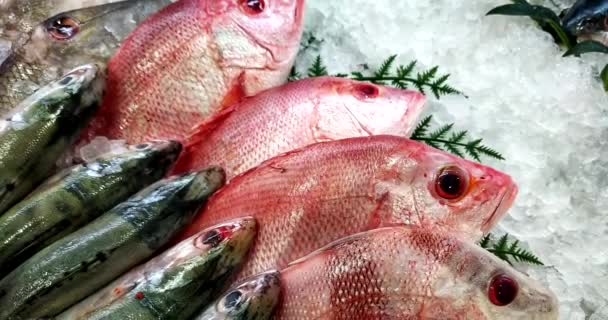 Top View Multiple Rows Various Raw Freshly Caught Fishes Ice — Stock Video