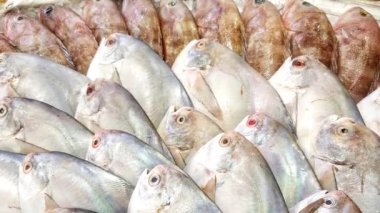 Çeşitli Çiğ Taze Buzda Balıklar Balık Pazarında Satılık Birçok Satışa Çıktı 'da Top View. Markette taze tropikal deniz ürünleri. Bir Variety of Cold Fish Stacked. Buzdolabında Çok Balık Var