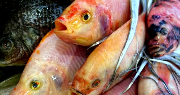Çeşitli Çiğ Taze Yakalanmış Buzda Balık Pazarı Nda Satılık Balıklar — Stok video