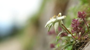 İlkbaharda vahşi dağda güzel edelweiss