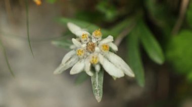 İlkbaharda vahşi dağda güzel edelweiss