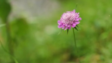 Bahar mevsiminde kayalık dağda güzel yabani çiçekler