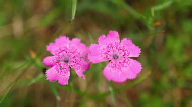 Güzel yabani dianthus pembe çiçekler yaz boyunca dağda