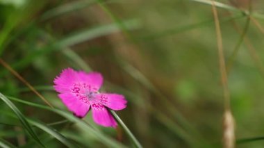 Güzel yabani dianthus pembe çiçekler yaz boyunca dağda