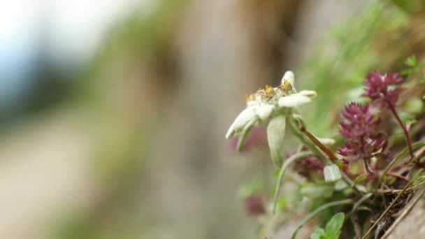 Belo Edelweiss Montanha Selvagem Durante Primavera — Vídeo de Stock