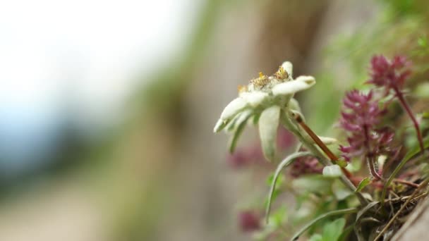 Belo Edelweiss Montanha Selvagem Durante Primavera — Vídeo de Stock