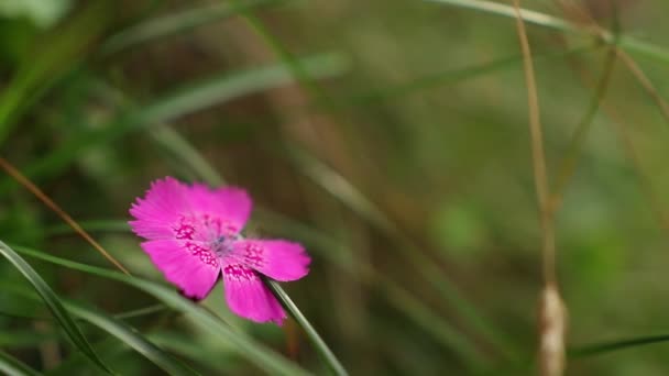 Красиві Дикі Рожеві Квіти Діантуса Горах Протягом Літа — стокове відео