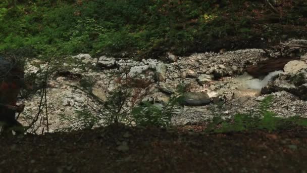 Randonneur Solitaire Promène Forêt Profonde Dans Montagne Avec Sac Dos — Video