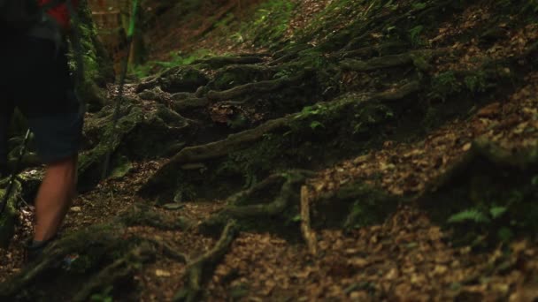 Прогулянка Пішохідних Полюсах Корінцях Дерев Гірському Лісі — стокове відео
