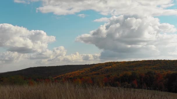 Prachtig Boslandschap Met Kleurrijke Bladeren Tijdens Herfst — Stockvideo