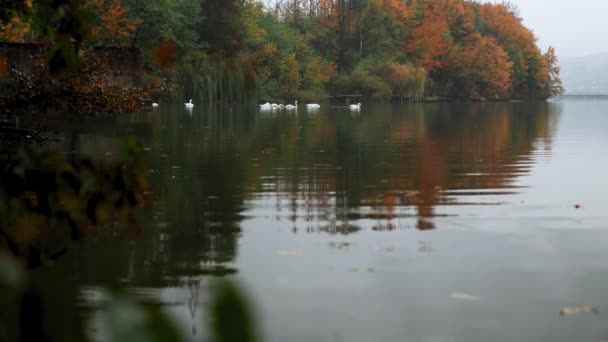 秋の湖で美しい白鳥の群れ — ストック動画