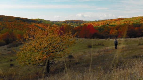 Een Man Die Herfst Naar Het Prachtige Bos Loopt Met — Stockvideo
