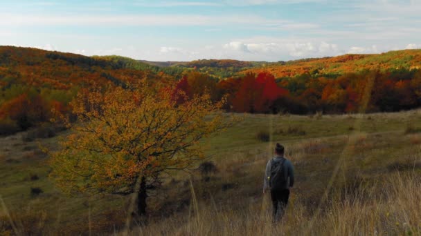 Mężczyzna Idący Kierunku Pięknego Lasu Kolorowymi Liśćmi Jesienią — Wideo stockowe